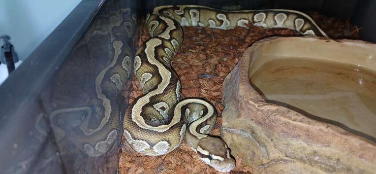 Royal pythons