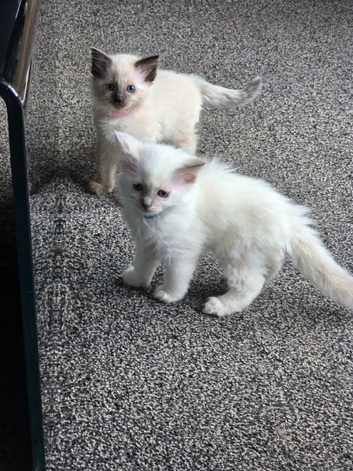 Ragdoll kittens for sale