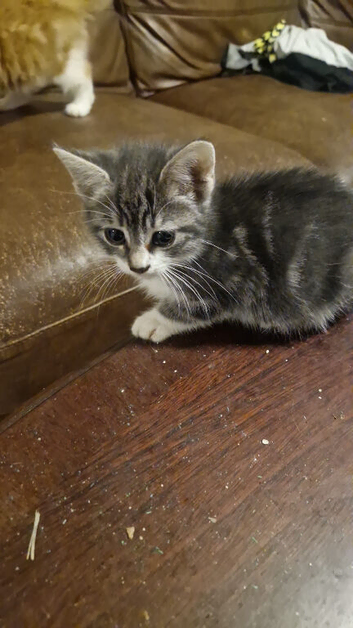 5 KITTENS LOOKING FOR LOVING HOMES
