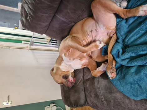 3 year old staffy cross old tyme english