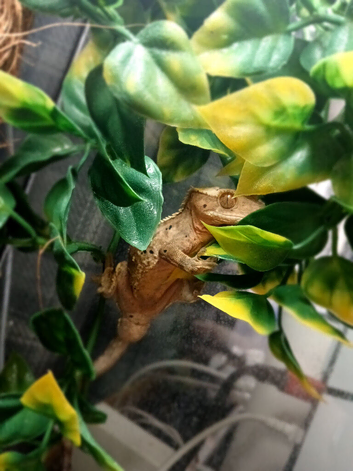 Crested gecko, collection only
