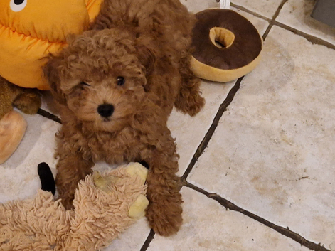 Gorgeous Cockapoo Puppies looking for their forever home - Cheltenham in Cheltenham