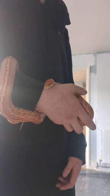 corn snake