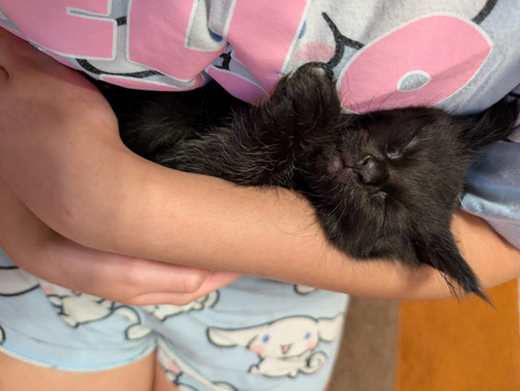 Maincoon x Sphynx/ BSH kittends