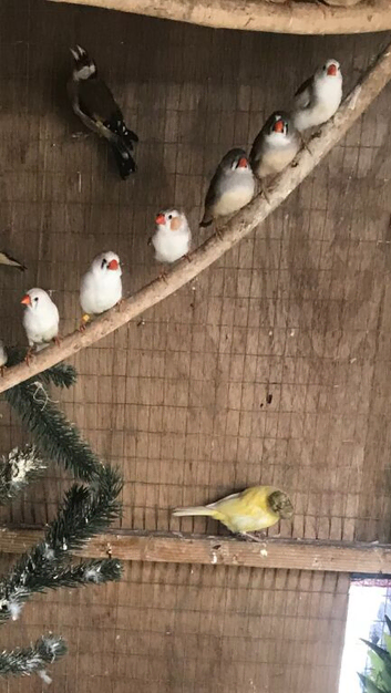 30+ Zebbies different mutations