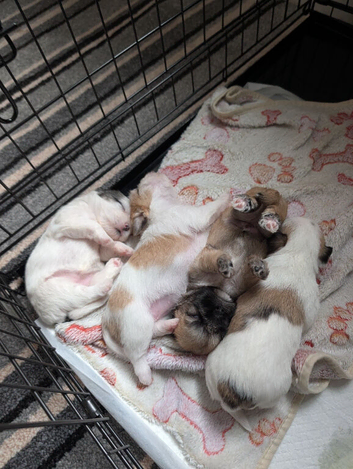 Cute pups for loving homes 500 very adorable