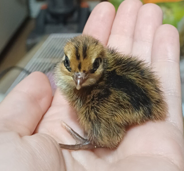 Quail chicks