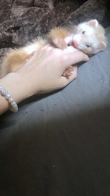 Ferret rehome