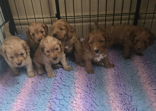 6 Gorgeous Cockerpoo Puppies