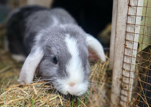 3 Dwarf Lops