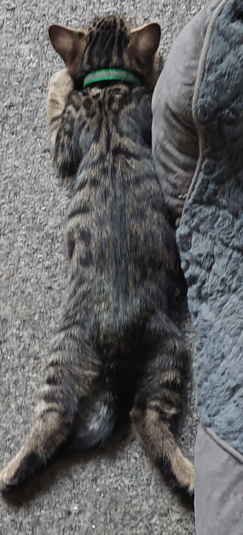 3/4 bengal kittens