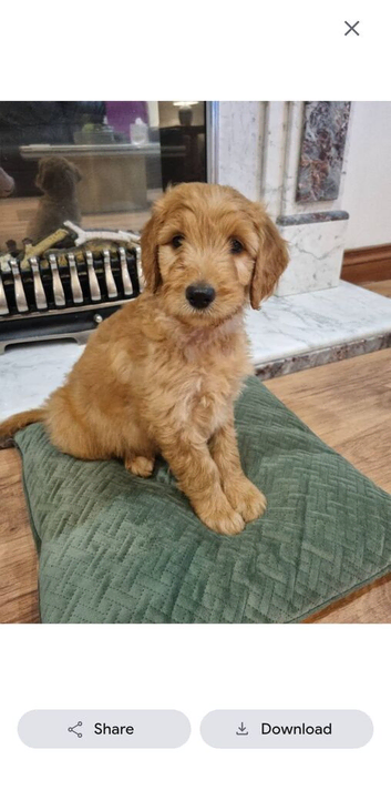 LAST Fox Red Girl! LAST 2 GOLDENDOODLE BOY PUPPIES