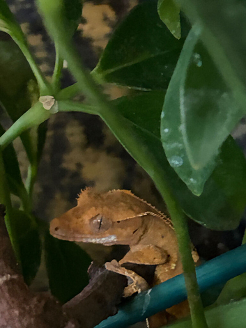 Crested geckos