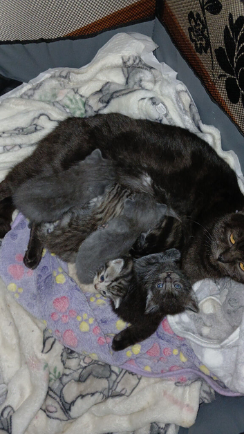 British Shorthair X