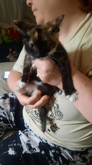 3 kittens left to go to their new families
