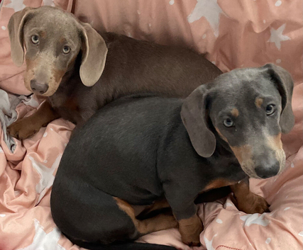 Miniture Dachshund puppies 2 girls