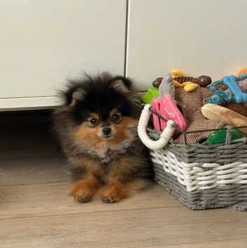 6month old male pomeranian kc