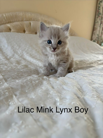Minks, Solids and Traditonal kittens available