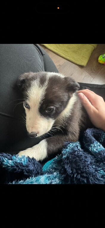 1 Collie pup