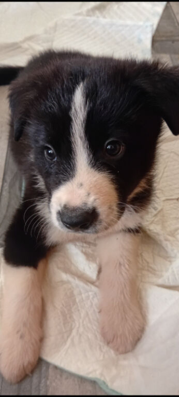 Akita puppy's for sale