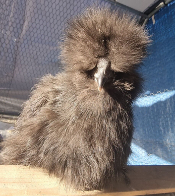 Black USA bearded silkie cockerel available