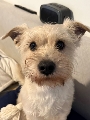 Mini schnauzer cross Chihuahua