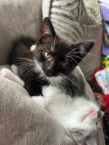 3 beautiful male kittens ready now