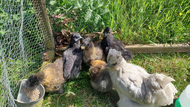 9 week old Silkie chicks, mixed sex