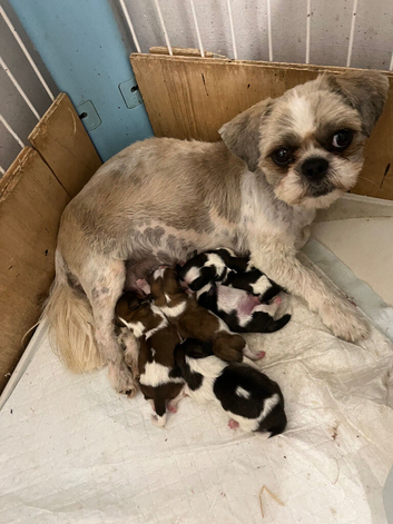 Shih Tzu puppy's