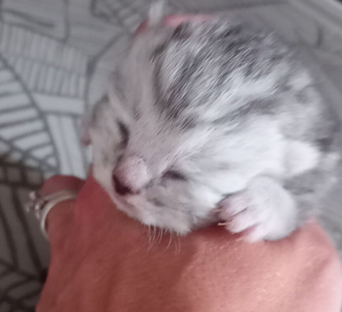 Stunning Male Chinchilla Persian Cross - Ready 28/09/26