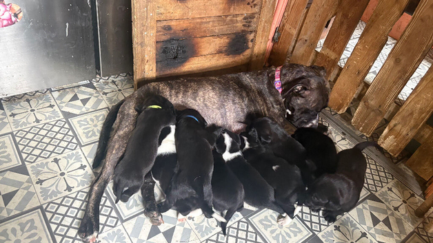 Litter of 9 Staffy Labrador puppies