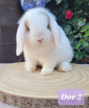 Mini lop bunnies & adults available