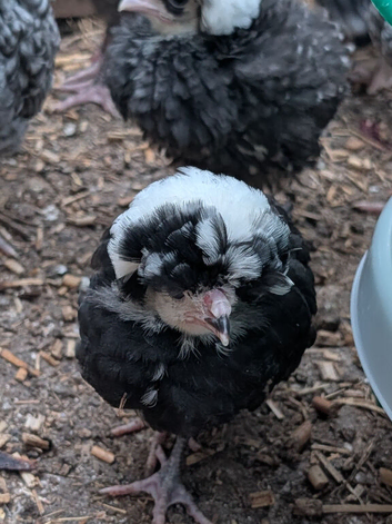 3x polish chicks
