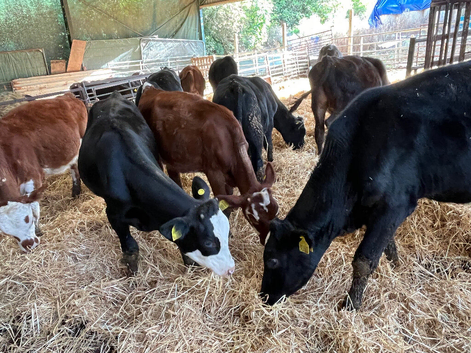 Angus and Herefords