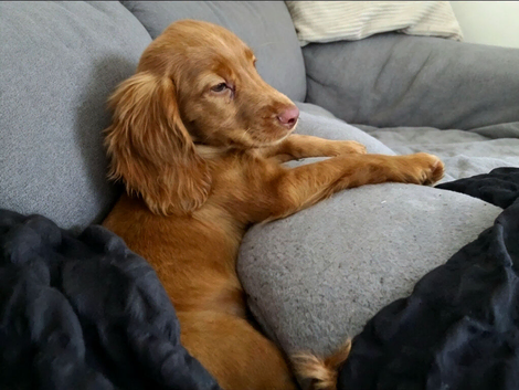 RED COCKER SPANIEL