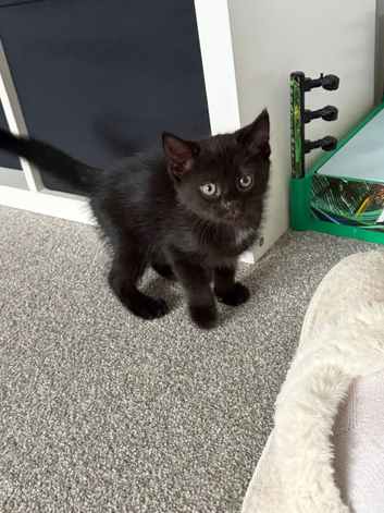 2 Black kittens