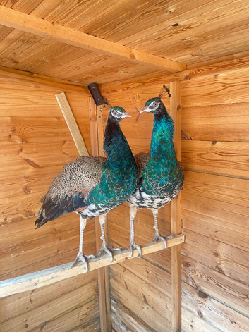 2 x Peacocks For Sale