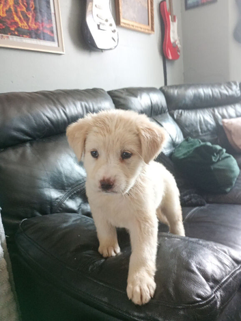 8 weeks old boy puppies