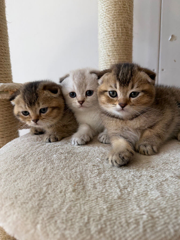 Pure Breed Scotish Straight/Fold Kittens. Delivery available.