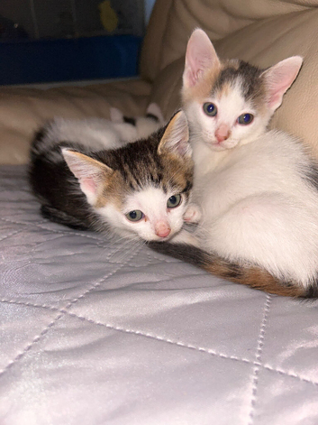 Beautiful kittens ready.