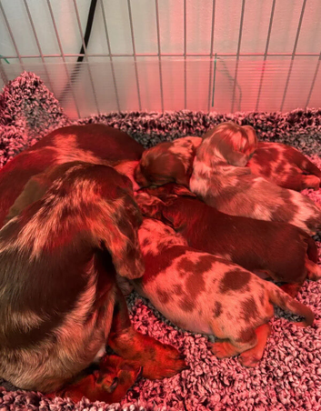 Adoreable Dapple smooth haired Dachshund puppies.