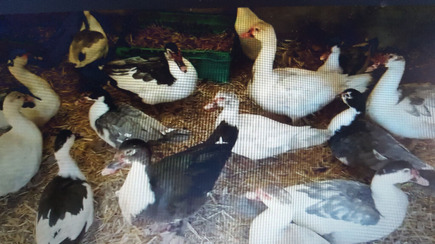this years ducks no drakes.