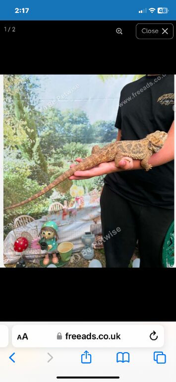 Female bearded dragon