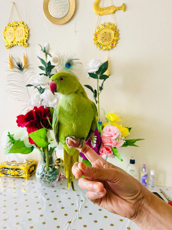 Hand Tamed/ Untamed Ringneck available for Sale