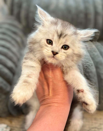 Mainecoon kitten silver tabby large cat Maine coon
