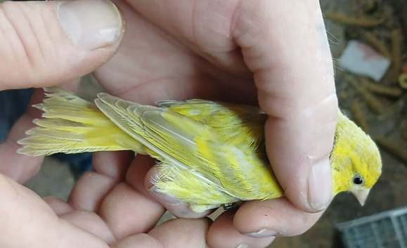 YELLOW SISKIN GREEN SISKIN HYBRID