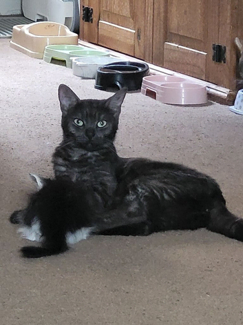 Adorable kittens for sale