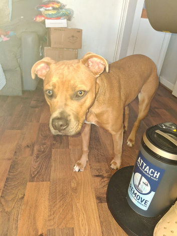 Staff pup