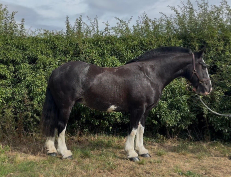 Duchess 14.2hh cob mare