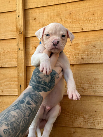 NEBBR Puppies.